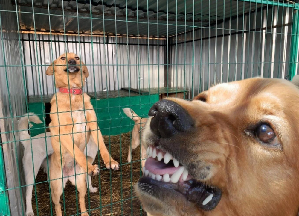 «Они всё равно соберутся в стаи»: зоозащитники спорят, надо ли выпускать бродячих собак из приютов