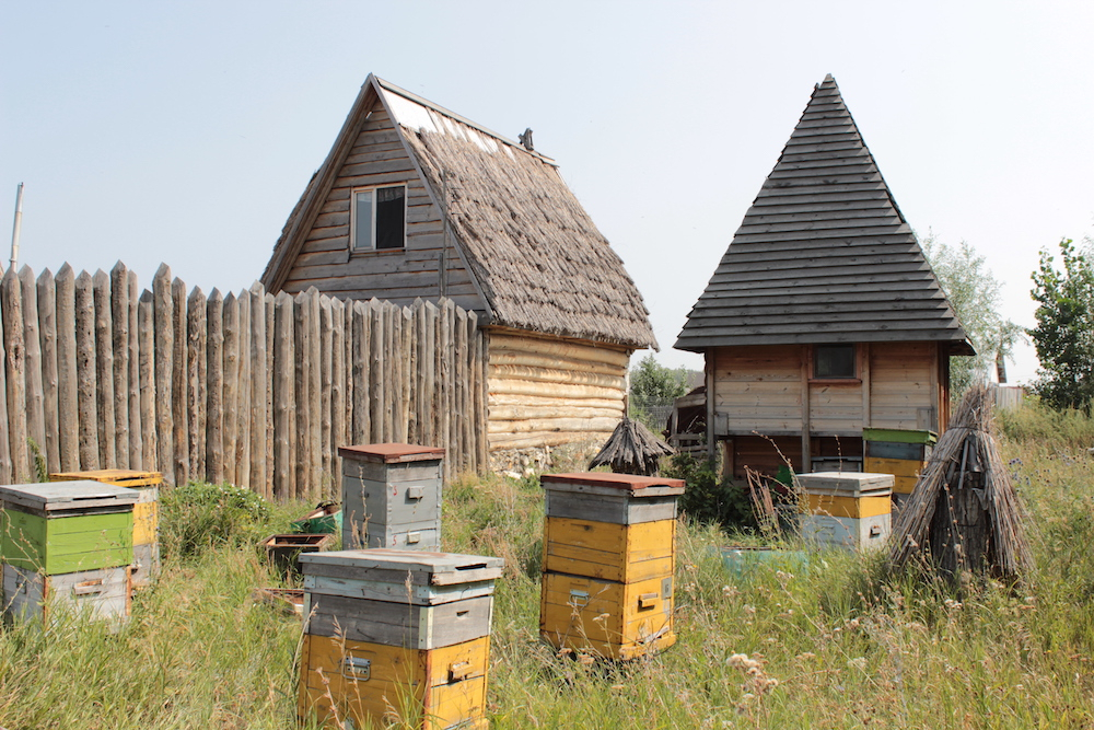 Рассказываем, где в Самарской области можно пройти пчёлотерапию
