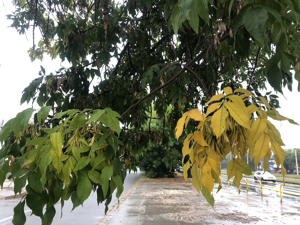 Гроза и дожди: в Самару пришла непогода