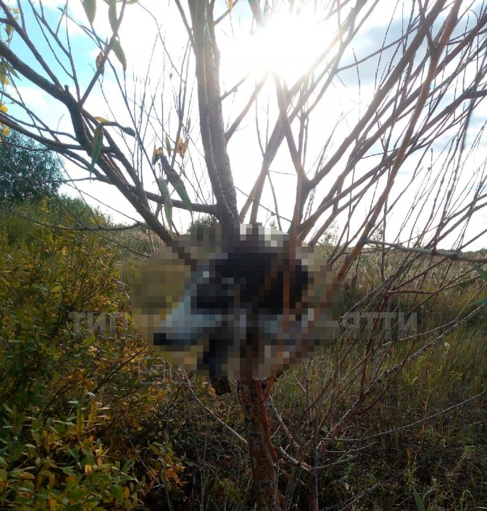 В Самаре на ветках дерева нашли отрезанную голову собаки с выколотыми глазами