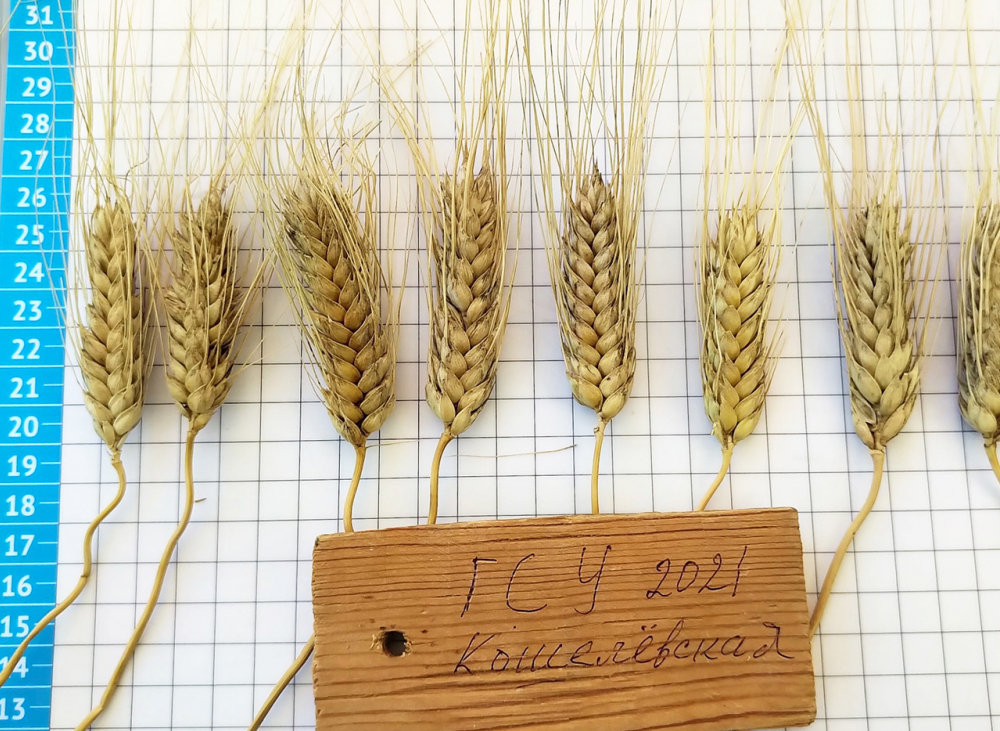 7 тонн с гектара: редкий сорт стекловидной пшеницы вывели в Самарской области