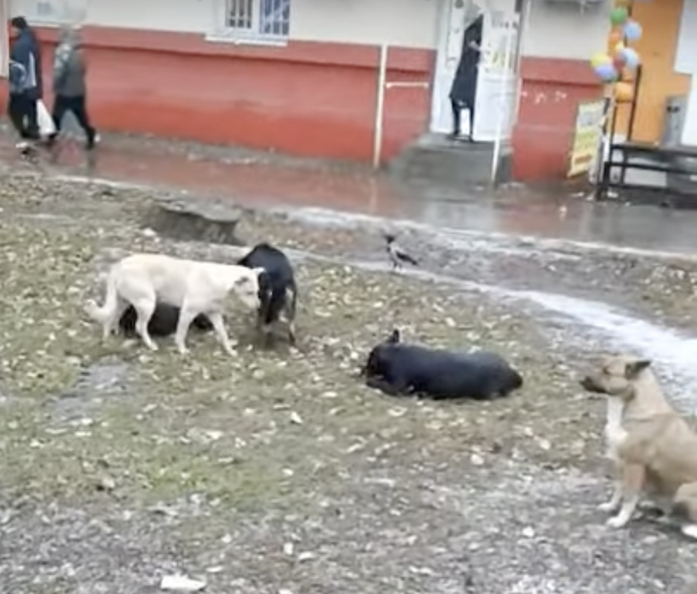 В Самарской области создали оперштаб по вопросам обращения с бездомными животными