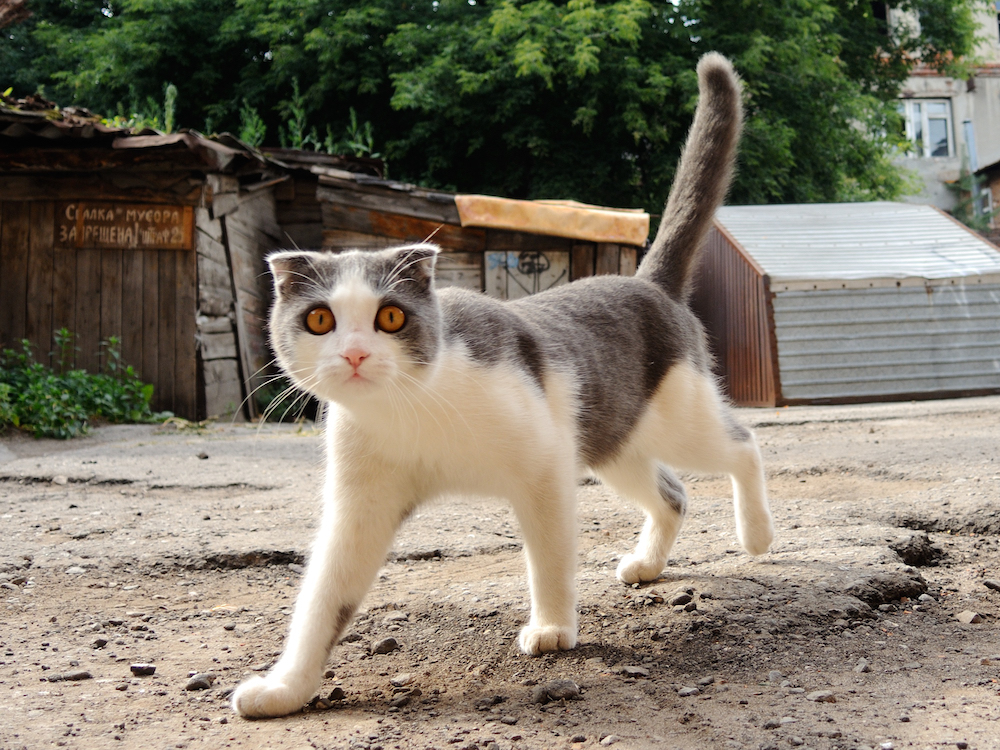 Как в странах зовут кошек. Кошачий город в России как называется. Как называется город котов. Кот по кличке трус. Фото каналов с кошками у которых названа на английском.