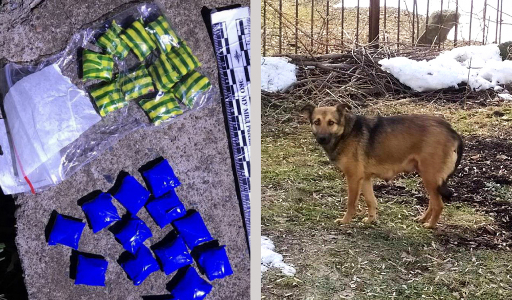 Дикий пёс, которого пытались усыпить, нашёл крупную партию наркотиков в Самаре