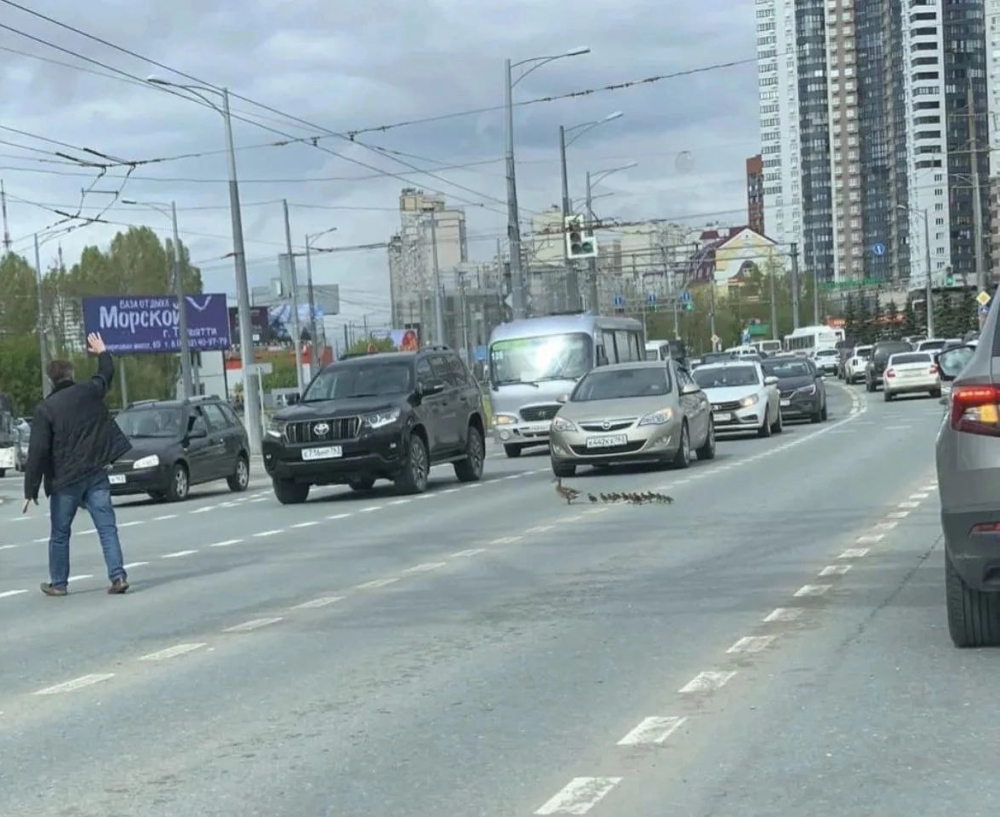Самарец перекрыл движение на Московском шоссе для семьи уточек-пешеходов