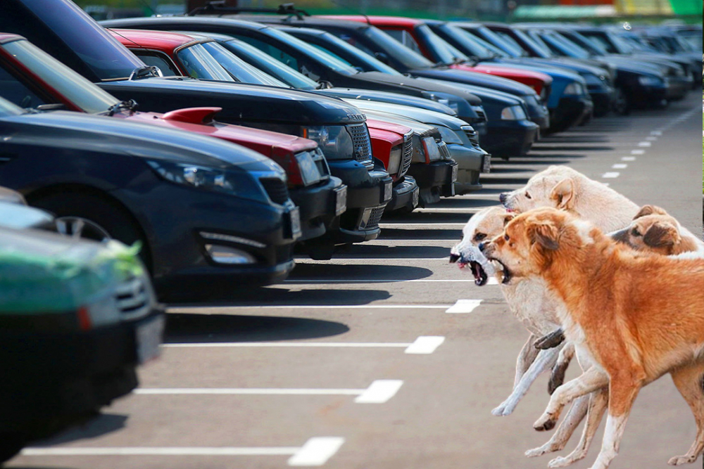 В Самаре бродячие собаки атаковали автомобиль на парковке
