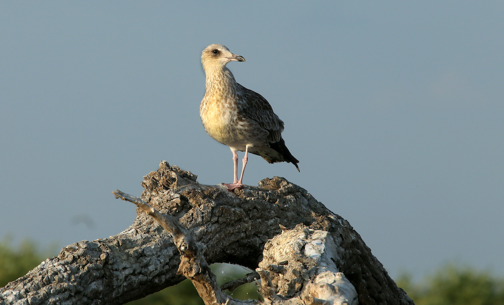 Strelets-2487.jpg
