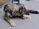В Кинеле бродячая собака откусила ребёнку ухо