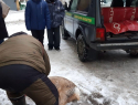 В Самаре всем двором ловили косулю