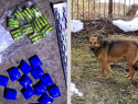Дикий пёс, которого пытались усыпить, нашёл крупную партию наркотиков в Самаре