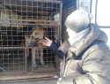Живодёры из Прибрежного: в посёлке жестоко расстреливают безобидных стерилизованных собак