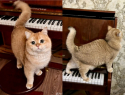 Кот-эскортник пропал в Самаре