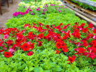 Набираем цвет: в этом сезоне в Самаре высадят 1,3 млн однолетних цветов и 120 тысяч тюльпанов