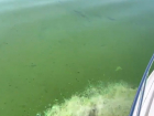 "Цветёт и пахнет": на видео попали ядовито зелёные волны Куйбышевского водохранилища