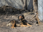 Более 4 тысяч безнадзорных собак отловили в Самаре в 2022 году