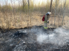 Около 10 га тольяттинского леса оказались охвачены огнём из-за поджога