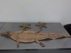 В аэропорту Самары нашли шкуру метрового нильского крокодила в багаже пассажирки из Хургады