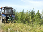 В Самарской области уничтожили 14 гектаров конопли