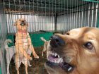 «Они всё равно соберутся в стаи»: зоозащитники спорят, надо ли выпускать бродячих собак из приютов
