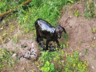 Жители Самарской области спасли козлёнка из мазута и нашли ему новый дом