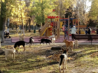 В Самаре выделят 11,5 млн на отлов и стерилизацию бездомных животных