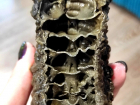 «Противный, но завораживает»: самарский палеонтолог показала внутренности древнего моллюска