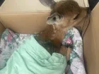 В Самаре врачи успешно прооперировали двух маленьких косуль с переломанными бедрами