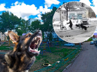 «Споткнулся, упал, мы думали – всё, конец»: на детской площадке в Самаре свора псов напала на мальчика