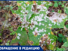 «Болезнь или химический дождь?»: в Самарской области заметили странный налёт на листьях