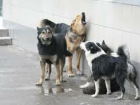 Прокуратура требует изъять собак у дяди Вовы