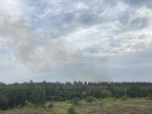 Власти Тольятти объявили награду за информацию о поджигателях леса