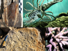 «Он пожирал себе подобных»: останки древнего кальмара переданы в главный областной музей