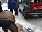 В Самаре всем двором ловили косулю