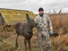 «Мать била нас копытами»: в Самарской области с риском для жизни спасли лосёнка из выгребной ямы