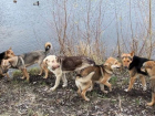 В Тольятти бродячая собака укусила школьницу за губу