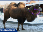 1 апреля празднует День рождения верблюд Лексус