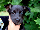 Один на 100 тысяч: в Самарской области нашли редкого щенка-мутанта