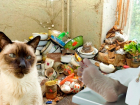 Сяма никому не нужен: в Самаре похищенный и раненый кот две недели жил в квартире с покойником