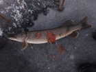 На Волге в Самарской области рыбаку снова попалась рыба с щучьей чумой