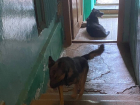 Бродячие собаки не дают выйти из подъезда жителям дома на улице Энтузиастов