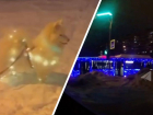 Новогодний пёс и новогодний автобус: тольяттинцы создают праздничное настроение в городе