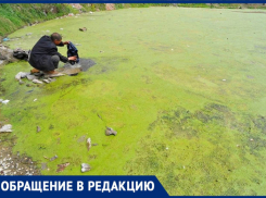 «Бомжам хорошо, а черепашки сдохли»: самарцы просят спасти сквер и родничок Надежды