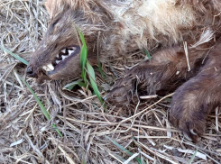В Самарской области собаки загрызли новое чудовище