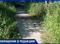 «Такое безобразие из года в год»: жители Кировского района жалуются на амброзию ростом с человека и убитые дорожки