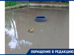 «Хотим ещё карасей запустить»: на гигантской луже во дворе самарской многоэтажки поселились уточки
