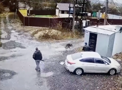 «Люди хуже животных»: в Самаре на дачном массиве Ракитовка расстреляли собаку на глазах у детей