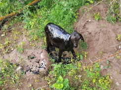 Жители Самарской области спасли козлёнка из мазута и нашли ему новый дом