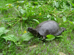 «Они не приручаются»: экологи просят не забирать болотных черепах домой