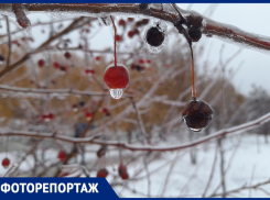 Самара хрустальная: ледяной дождь совсем ненадолго сковал природу в свои объятья