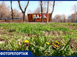 Уже расцвели одуванчики: прогуляемся по самарским паркам